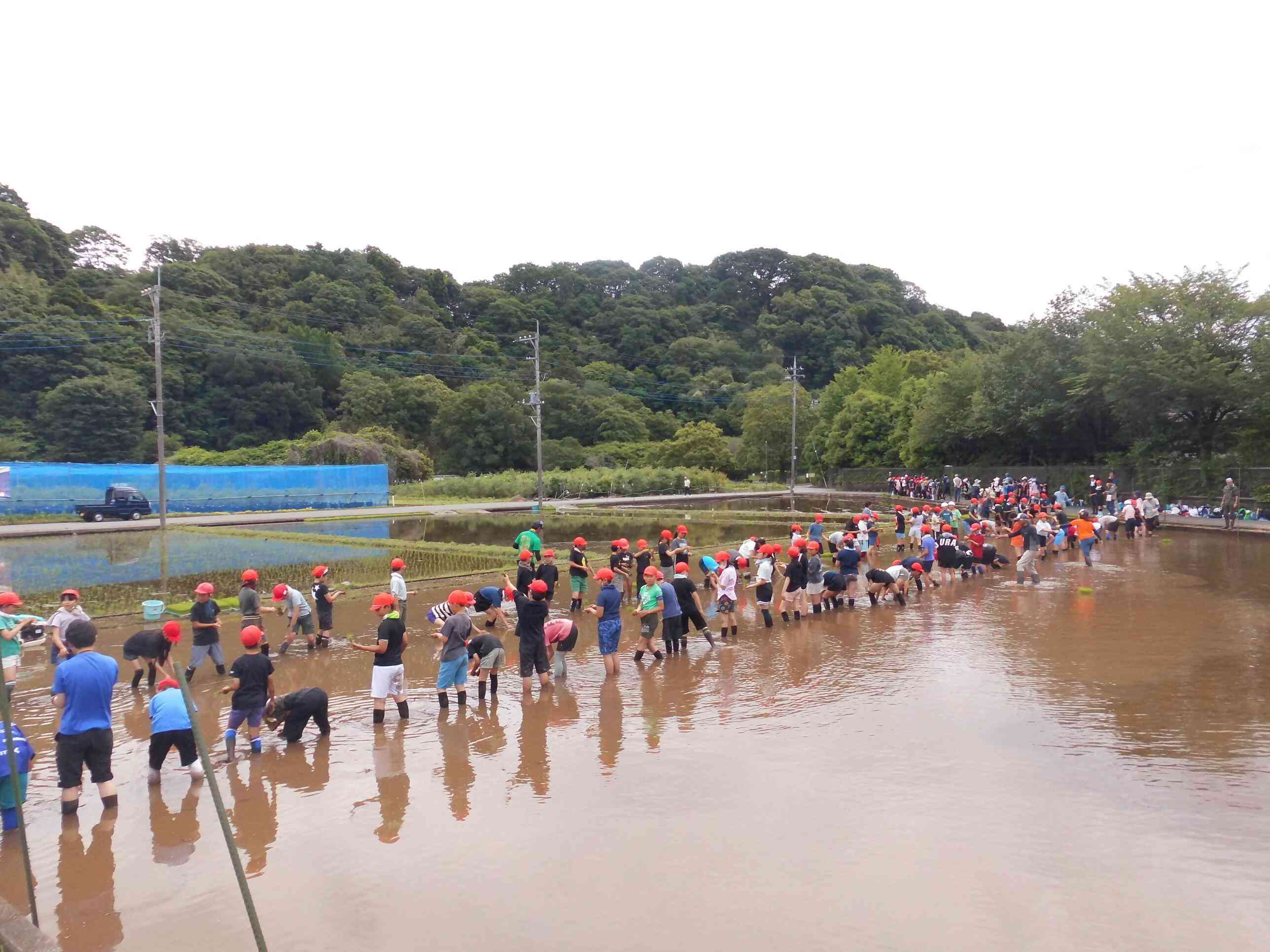 相原小　田植え④