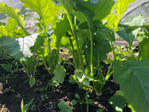 Screenshot 2025-11-24 17.00.52