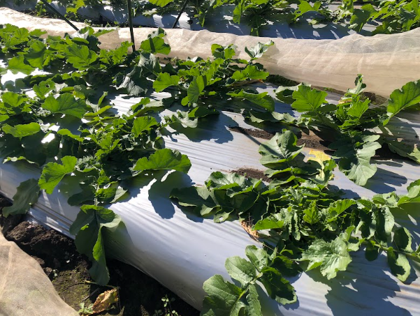 Screenshot 2025-11-24 17.00.35